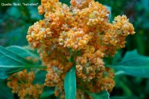 Quinoa-Superfood-Peru-Baby