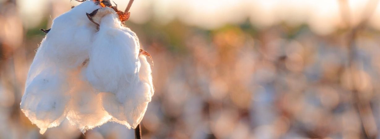 Ist Baumwolle umweltschädlich in ihrem natürlichen Umwelt
