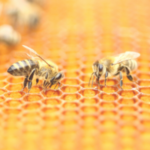 Bienenwachstuch selber machen_Bienenwachs_nichtnurmama